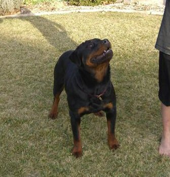 Do rottweilers hot sale have webbed feet